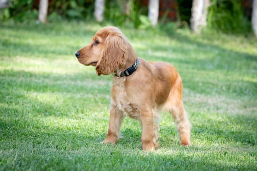 Small cocker spaniel dog with a beautiful blonde hair on the green grass