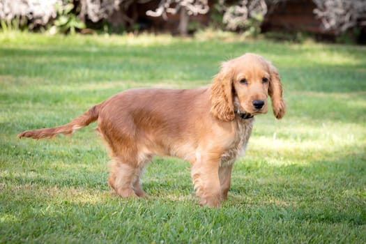 Small cocker spaniel dog with a beautiful blonde hair on the green grass