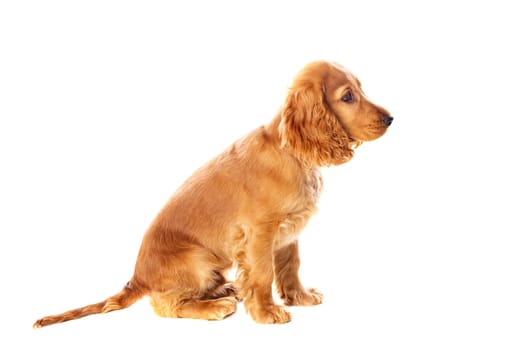 Small cocker spaniel dog with a beautiful blonde hair isolated on a white background