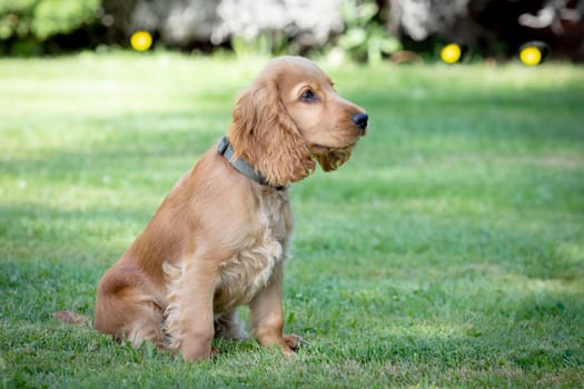 Small cocker spaniel dog with a beautiful blonde hair on the green grass