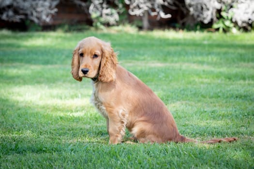 Small cocker spaniel dog with a beautiful blonde hair on the green grass