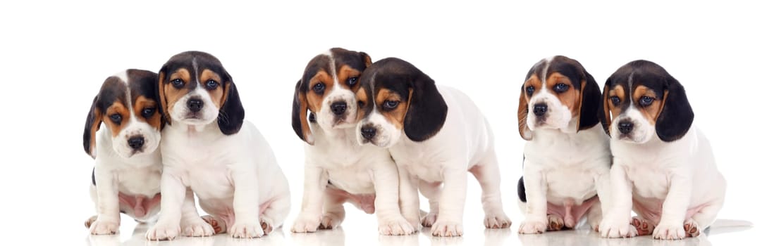 Six beautiful hunter doggies isolated on a white background