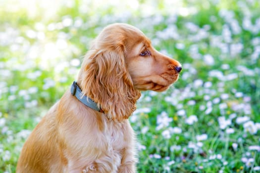 Small cocker spaniel dog with a beautiful blonde hair on the green grass