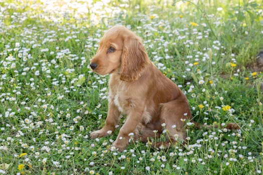 Small cocker spaniel dog with a beautiful blonde hair on the green grass