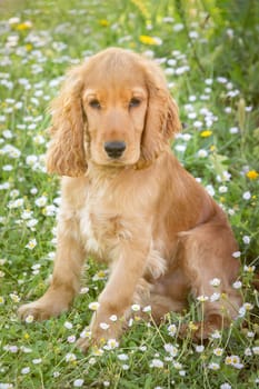 Small cocker spaniel dog with a beautiful blonde hair on the green grass