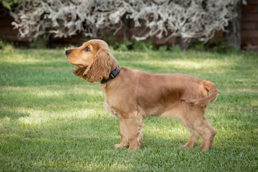 Small cocker spaniel dog with a beautiful blonde hair on the green grass