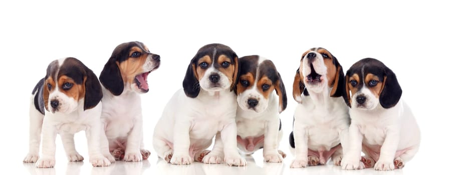Six beautiful hunter doggies isolated on a white background