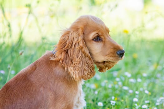 Small cocker spaniel dog with a beautiful blonde hair on the green grass