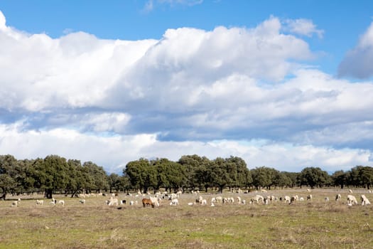 Sheeps grazing on the meadow with a amazing clouds