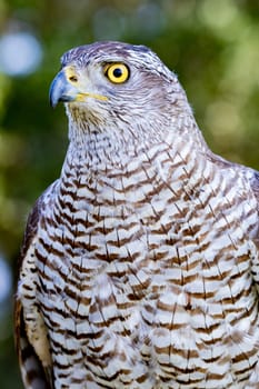 Northern goshawk perching, with colorfull forest background