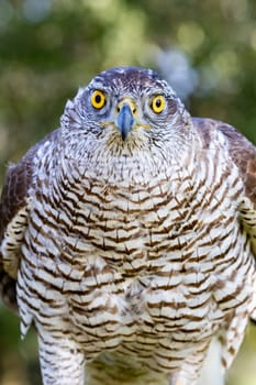 Northern goshawk perching, with colorfull forest background