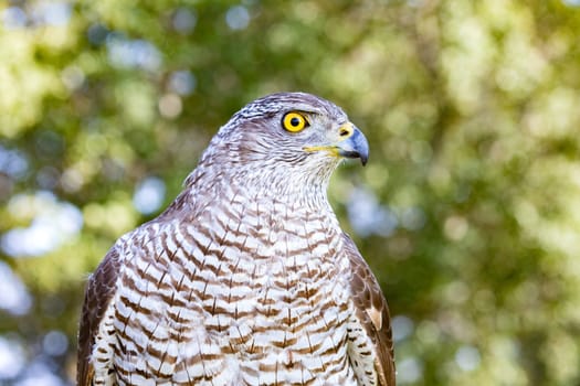 Northern goshawk perching, with colorfull forest background