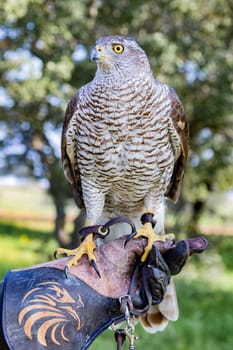 Northern goshawk perching, with colorfull forest background