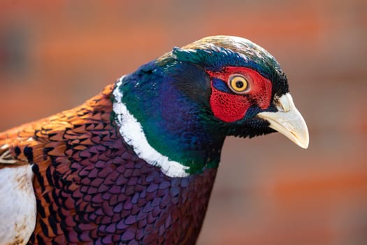 Portrait of pheasant with a colorful plumage