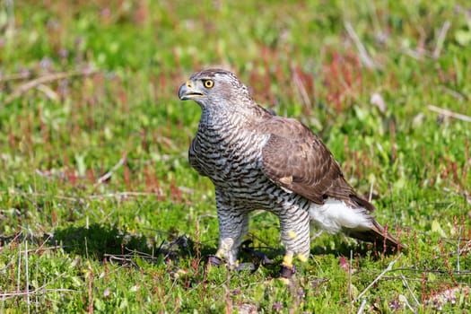 Beautiful wild goshawk walking on the grass