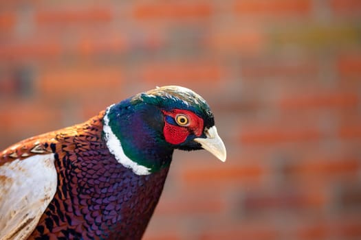 Portrait of pheasant with a colorful plumage