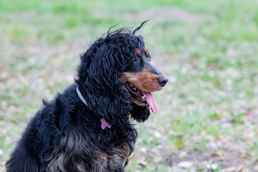 Adorable black Cocker Spaniel outside  wearing a collar wiht a pink bone
