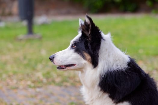 Beautiful dog with different eye colors in a park