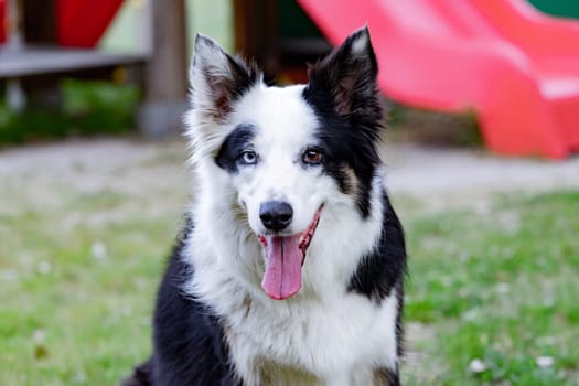 Beautiful dog with different eye colors in a park