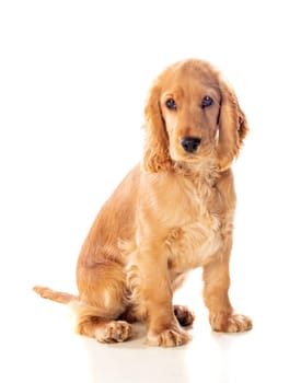 Small cocker spaniel dog with a beautiful blonde hair isolated on a white background