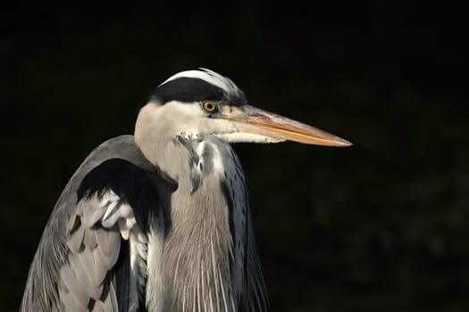 Grey HeronPortrait