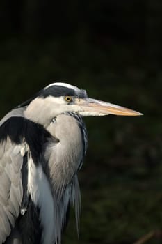 Grey HeronPortrait