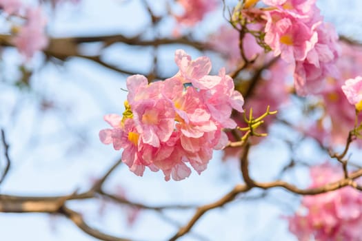 Beautiful Pink Trumpet flower or Tabebuia heterophylla