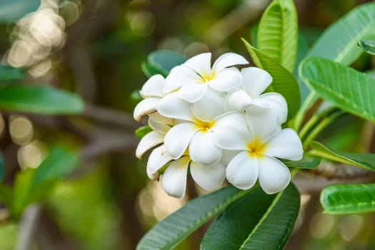 Beautiful White and yellow Frangipani flowers, Apocynaceae Family