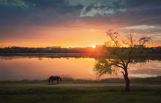 Idyllic rural landscape, spring sunset scene at the lake with a greening willow tree and a beautiful horse grazing grass on the meadow along the country road. Silent and tranquil evening view