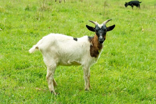 Whole brown white domestic goat stands in a meadow and looks at the camera against a green background