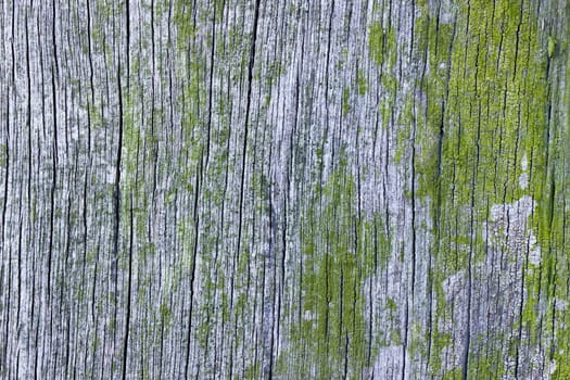 An abstract of weathered wood. The wood is heavily weathered and lightly cracked along the wood grain.