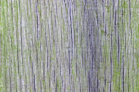 An abstract of weathered wood. The wood is heavily weathered and lightly cracked along the wood grain.