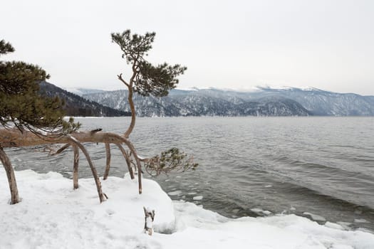 unfrozen Lake Teletskoye in winter. Russia Altai Krai.