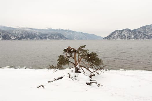 unfrozen Lake Teletskoye in winter. Russia Altai Krai.