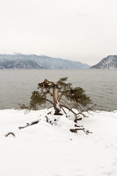 unfrozen Lake Teletskoye in winter. Russia Altai Krai.