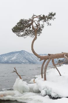 unfrozen Lake Teletskoye in winter. Russia Altai Krai.