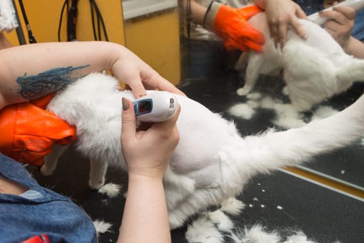 Cat grooming in pet grooming salon. Woman uses the trimmer for trimming fur