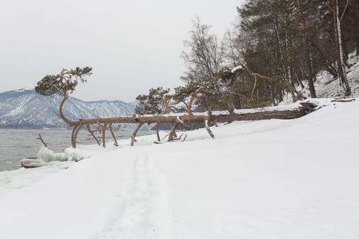unfrozen Lake Teletskoye in winter. Russia Altai Krai.