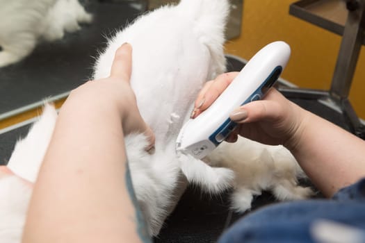 Cat grooming in pet grooming salon. Woman uses the trimmer for trimming fur