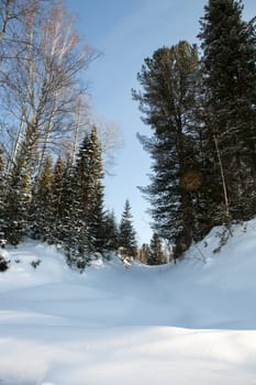 Winter forest, high snowdrifts in the taiga. Russia.Siberia.