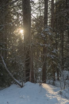 Winter forest, high snowdrifts in the taiga. Russia.Siberia.
