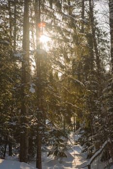 Winter forest, high snowdrifts in the taiga. Russia.Siberia.