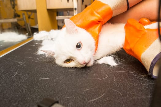 Beautiful cat in a beauty salon. Grooming animals, washing a bathing cat, combing hair, blow-drying. Grooming master cat care