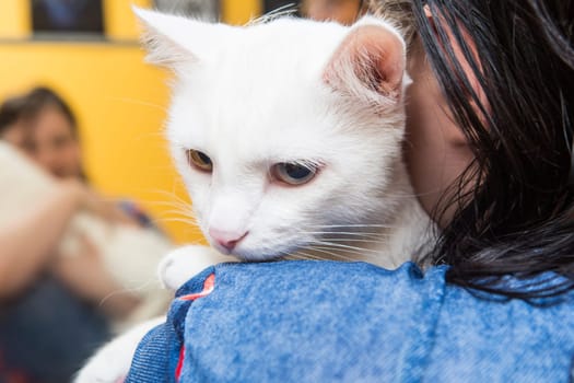 Beautiful cat in a beauty salon. Grooming animals, washing a bathing cat, combing hair, blow-drying. Grooming master cat care