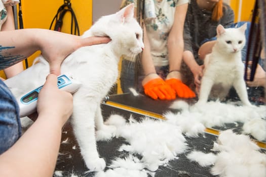 Cat grooming in pet grooming salon. Woman uses the trimmer for trimming fur