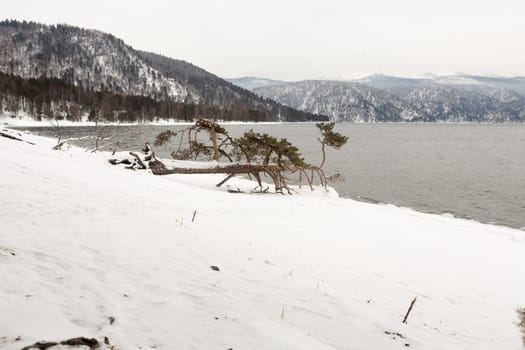 unfrozen Lake Teletskoye in winter. Russia Altai Krai.