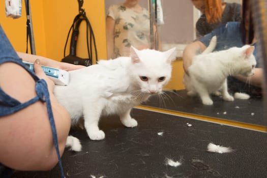 Cat grooming in pet grooming salon. Woman uses the trimmer for trimming fur