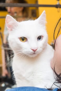 Beautiful cat in a beauty salon. Grooming animals, washing a bathing cat, combing hair, blow-drying. Grooming master cat care