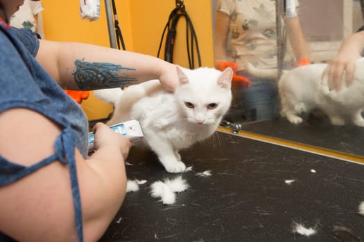 Cat grooming in pet grooming salon. Woman uses the trimmer for trimming fur
