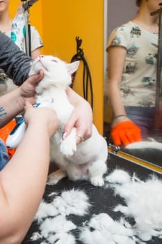 Cat grooming in pet grooming salon. Woman uses the trimmer for trimming fur
